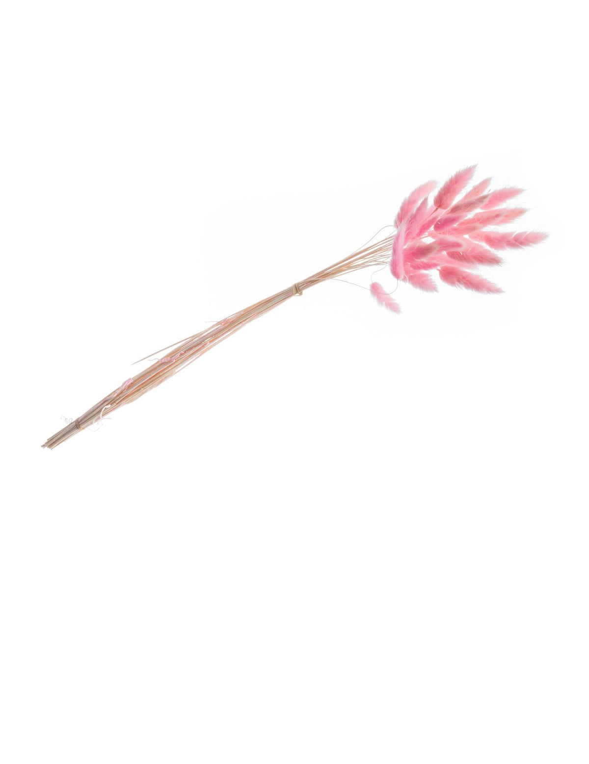 Buchet de lagurus pentru decorațiune roz pastel de 25 de tije