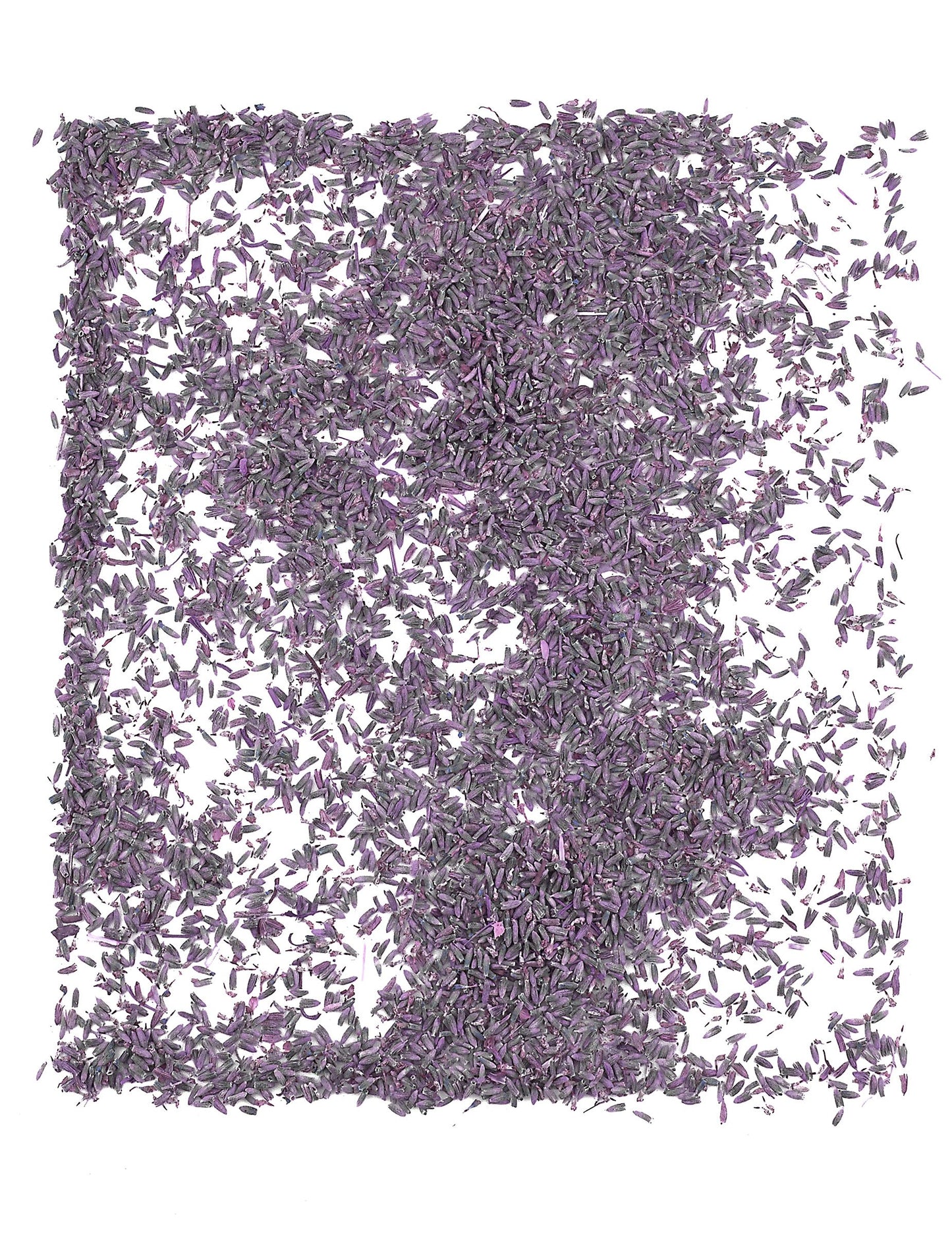 Pungă de 1 kg de flori naturale de lavandă pentru nunți