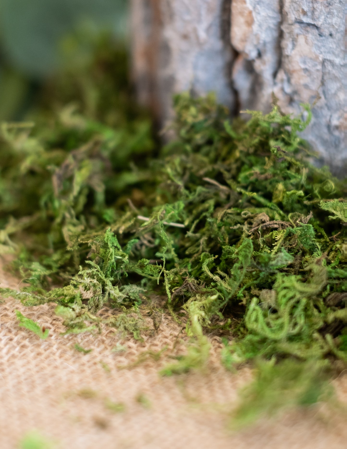 Mise en situation sur toile de jute de la mousse végétale séchée décoration naturelle