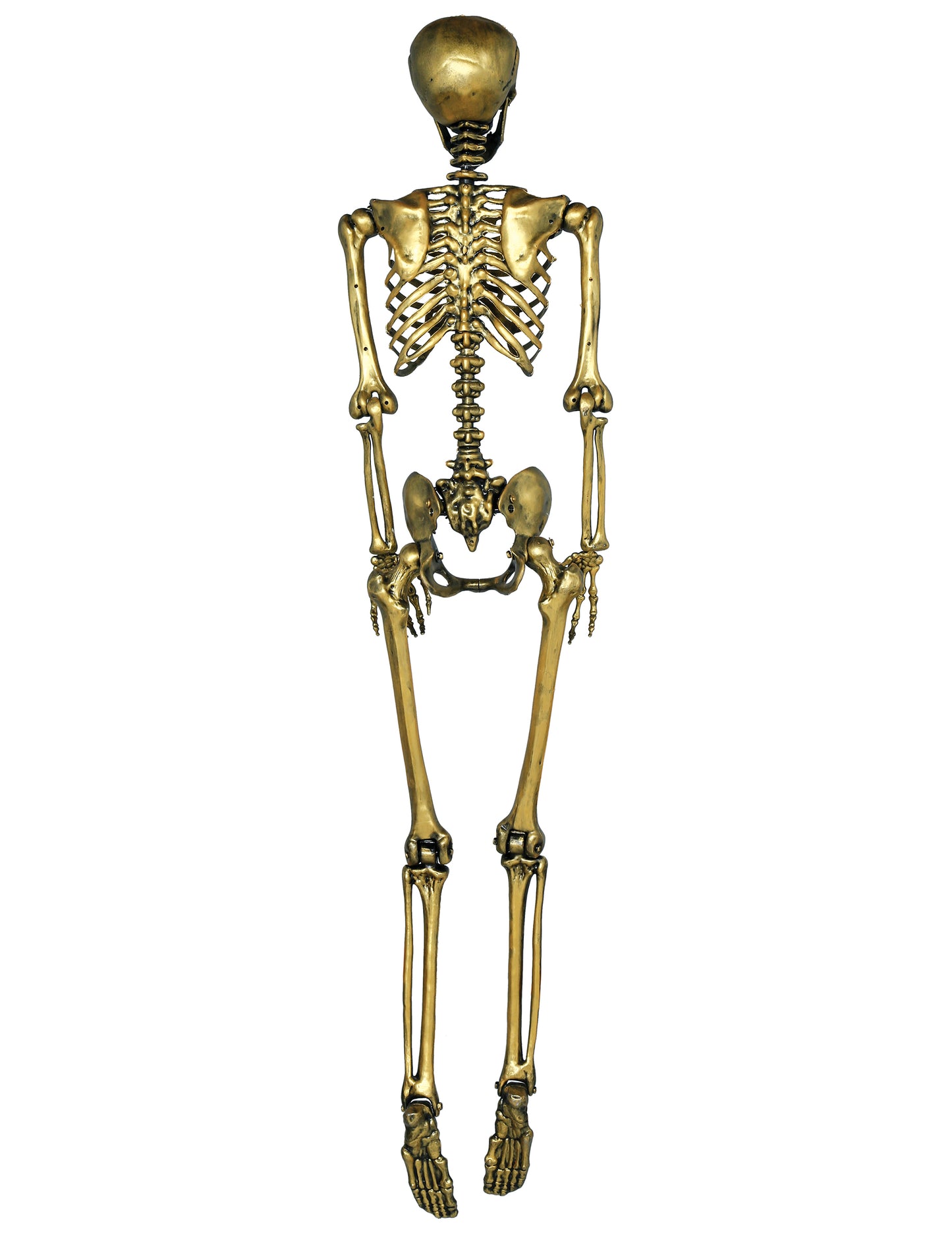 Schelet aurii agățat de 90 cm
