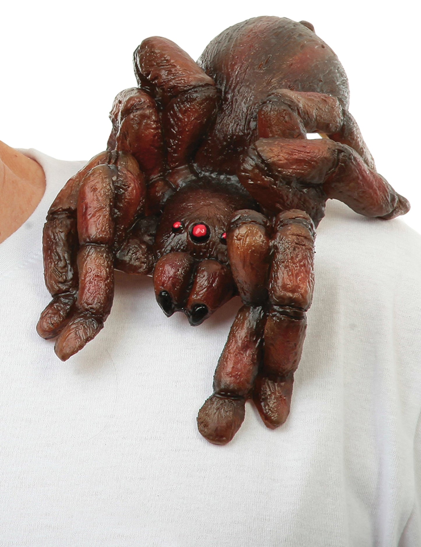 Tarantule d'épaule adulte