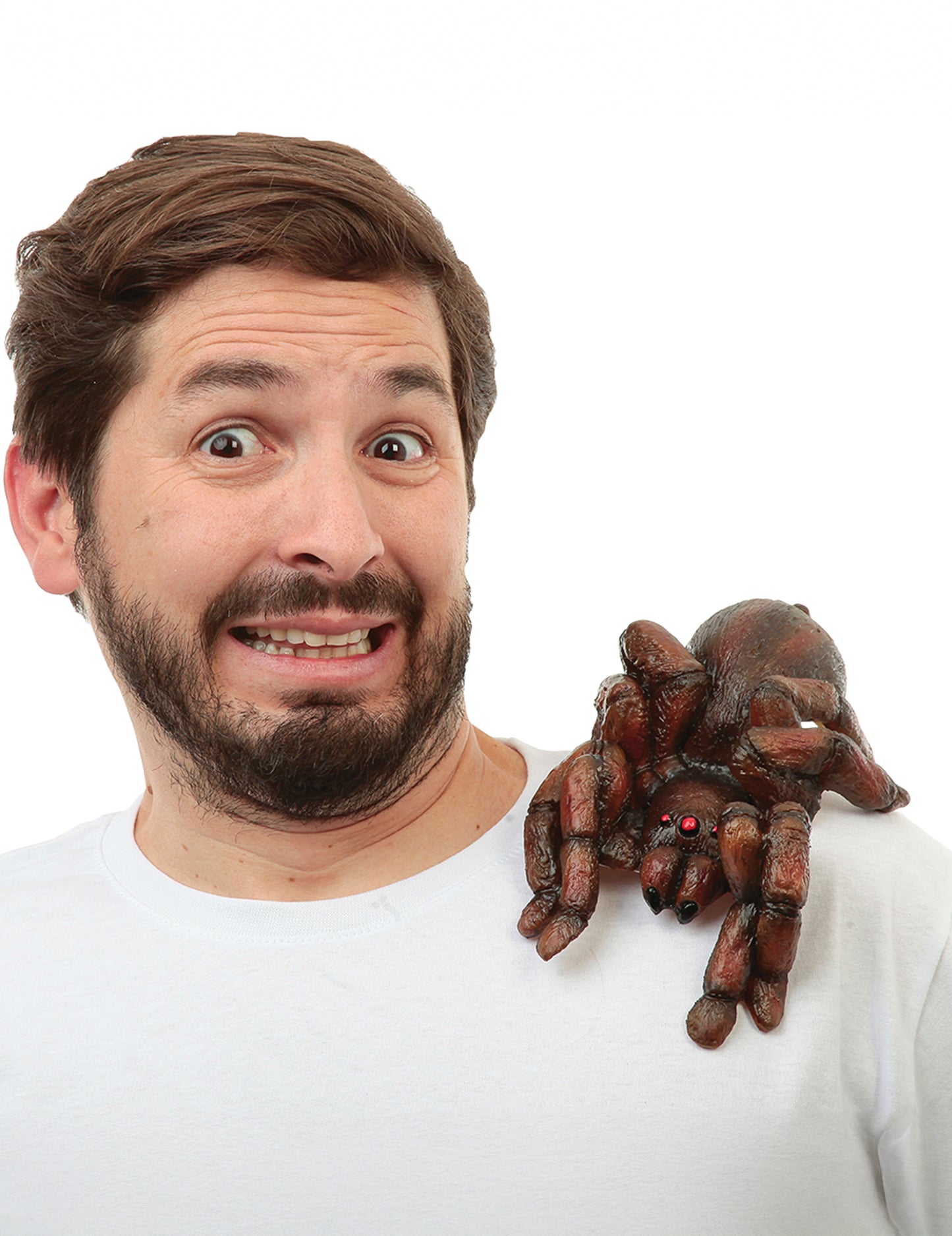 Tarantule d'épaule adulte