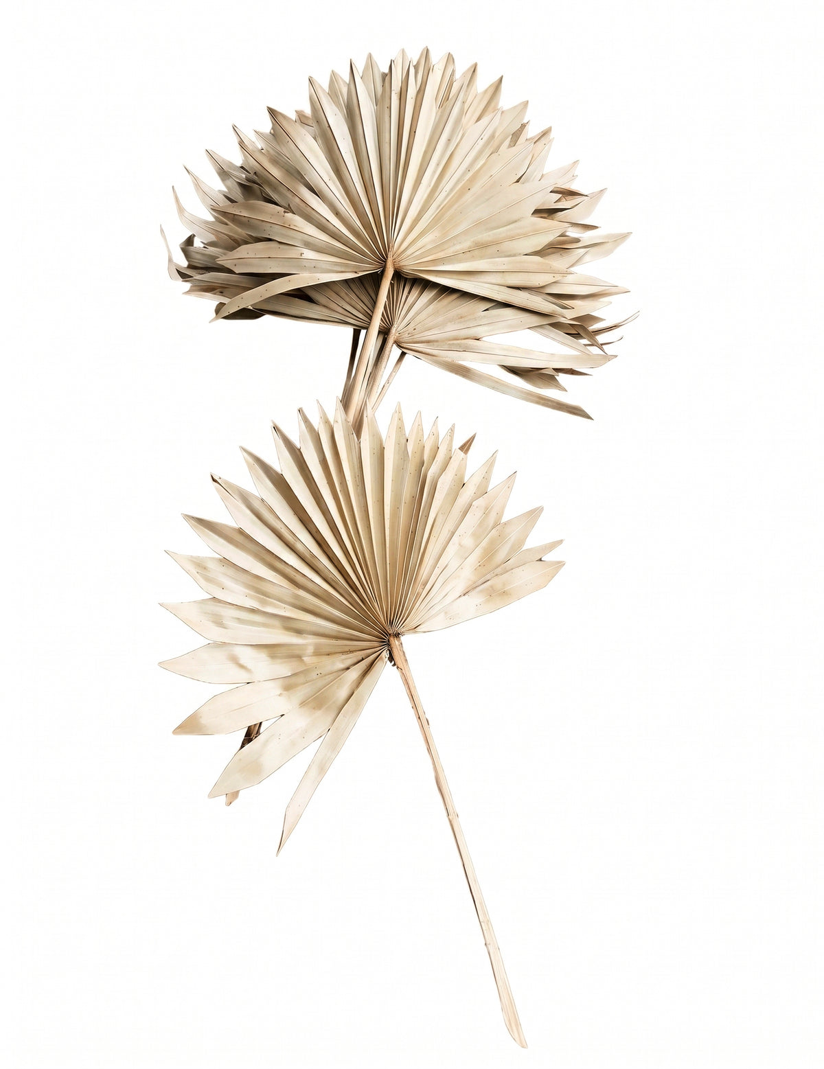 10 frunze de palmier alb 55 cm decor tropical