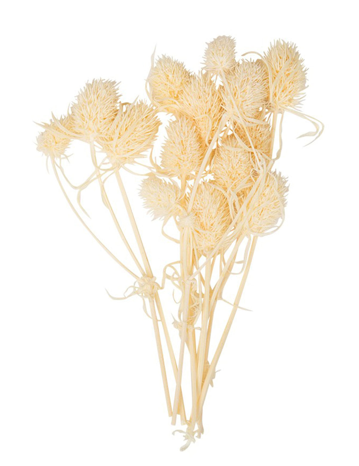 10 petits chardons naturels séchés pour décoration couleur crème