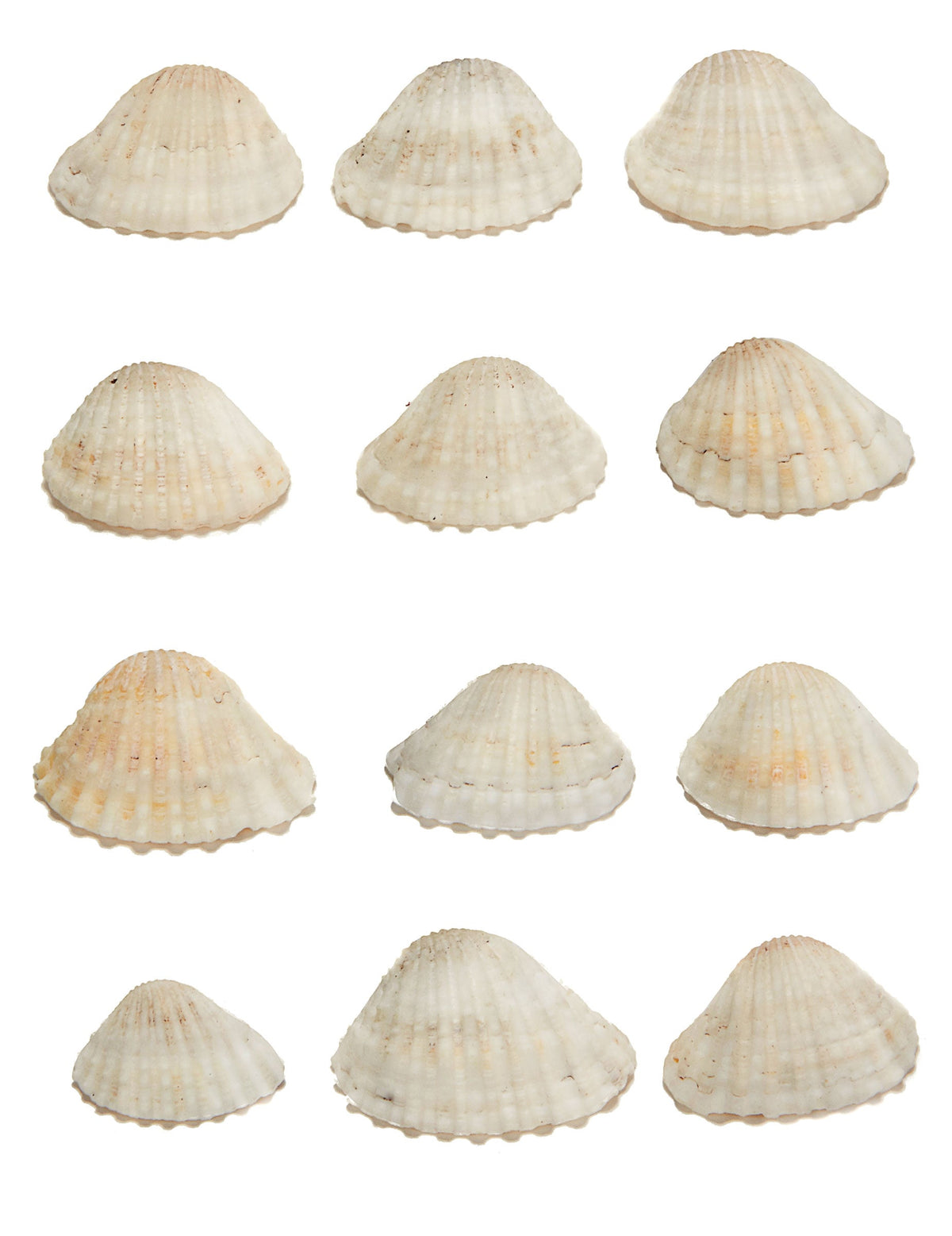 12 coquillages de décoration thème marin beiges en plastique