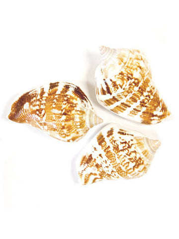 6 cochilii de decorare 4,5 x 2,8 cm
