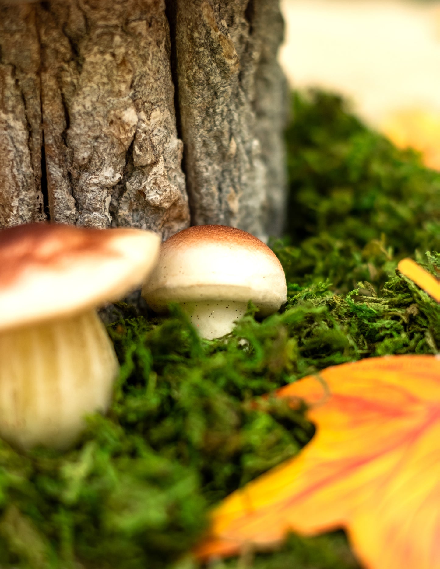 7 ciuperci spumoase cu aspect natural