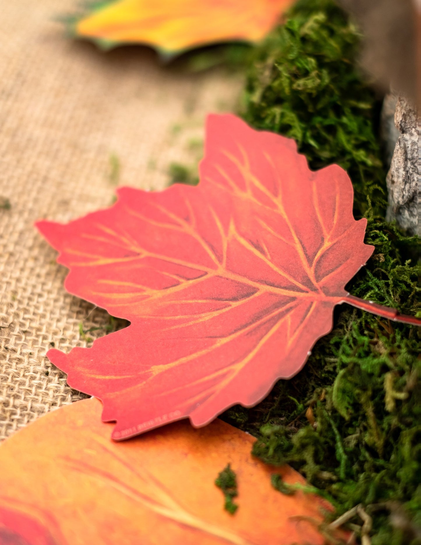 Set de 11 frunze de toamnă din carton 