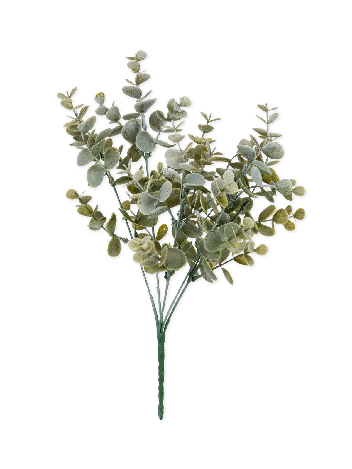 Bouquet de feuilles d'eucalyptus végétal pour décoration vert