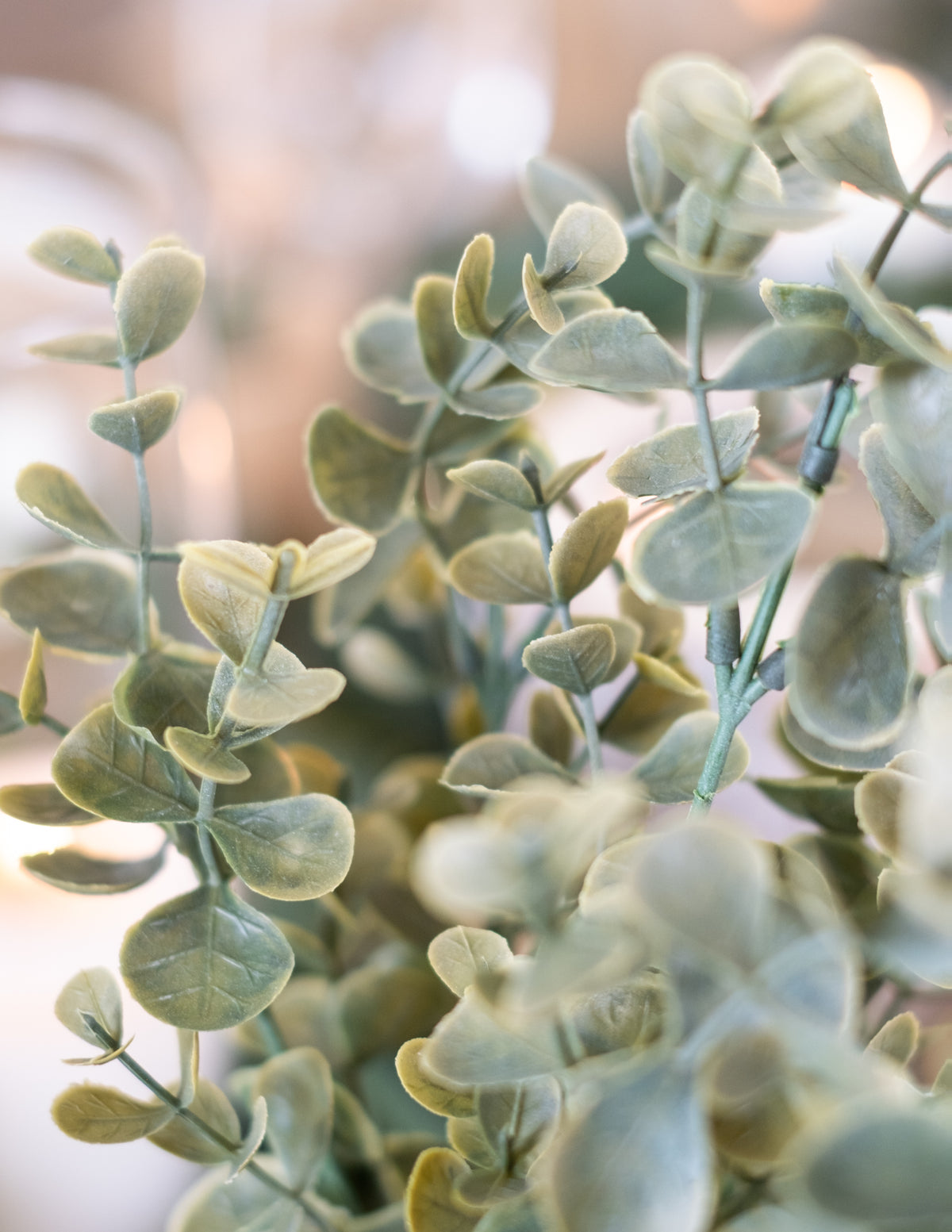 Détail du feuillage du bouquet de feuilles d'eucalyptus végétal pour décoration