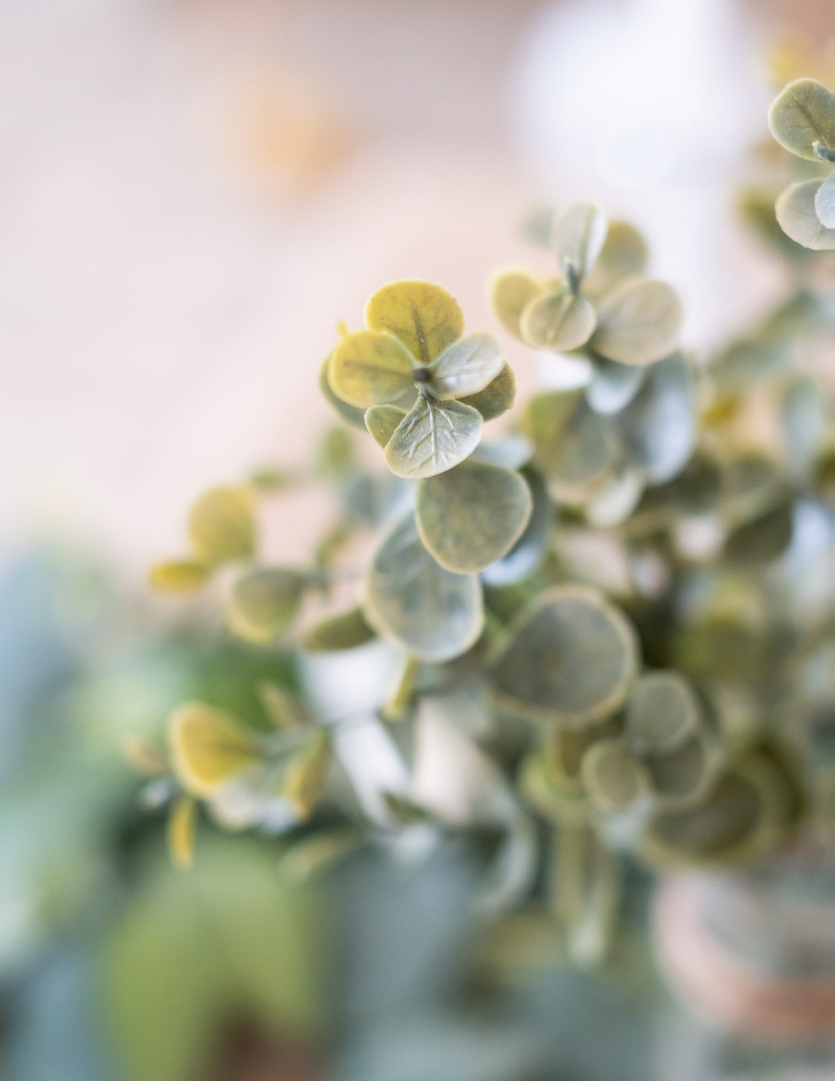 Zoom sur les feuilles rondes du bouquet de feuilles d'eucalyptus végétal pour décoration