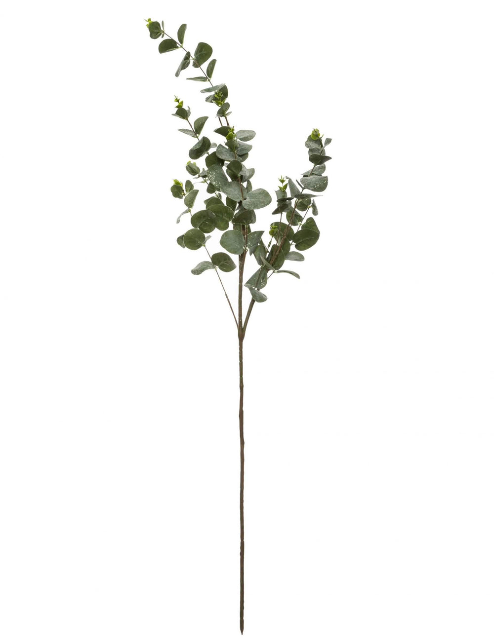 Ramură de eucalipt decorațiune naturală verde