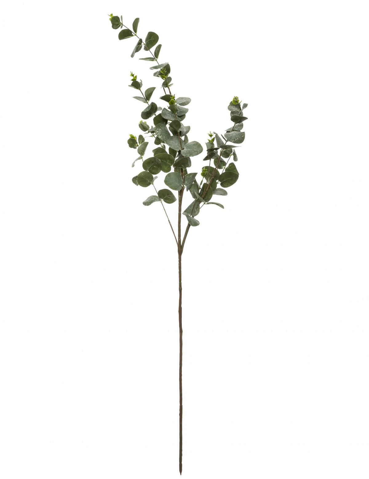 Ramură de eucalipt decorațiune naturală verde