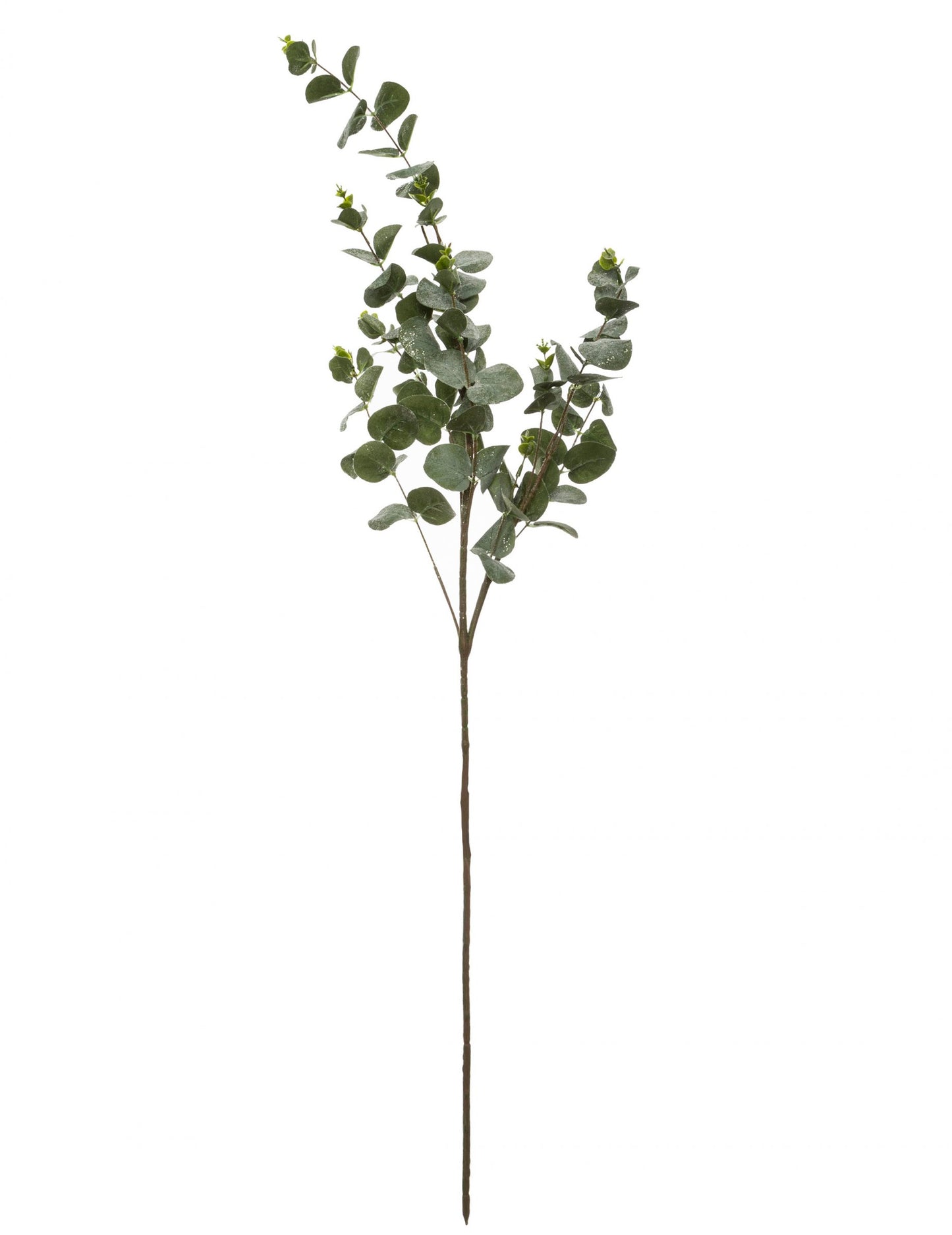 Branche d'eucalyptus décoration naturelle verte