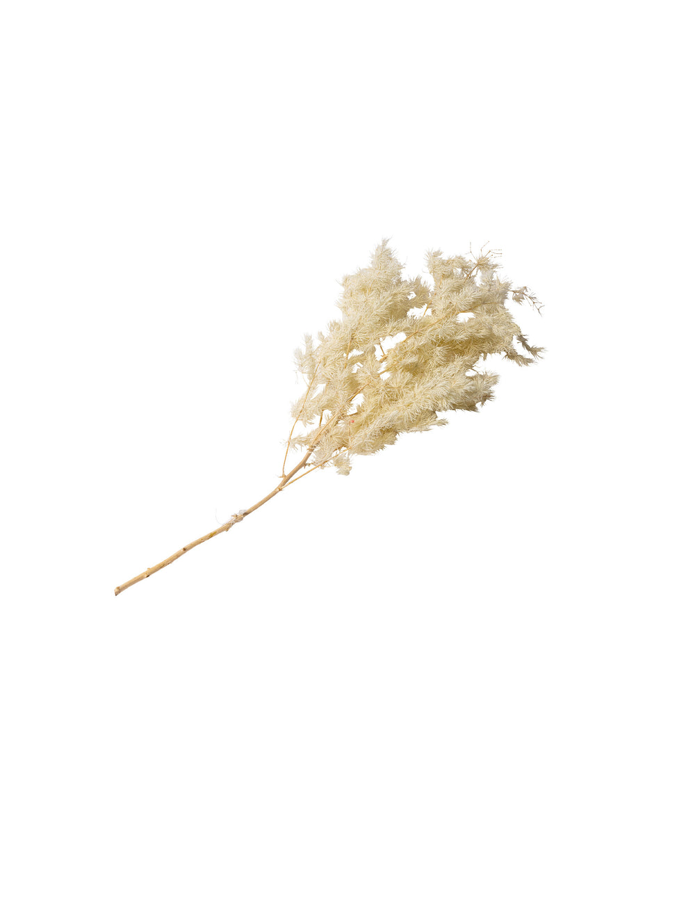 Branche de mini plumeaux naturels bohème pour décoration ivoire