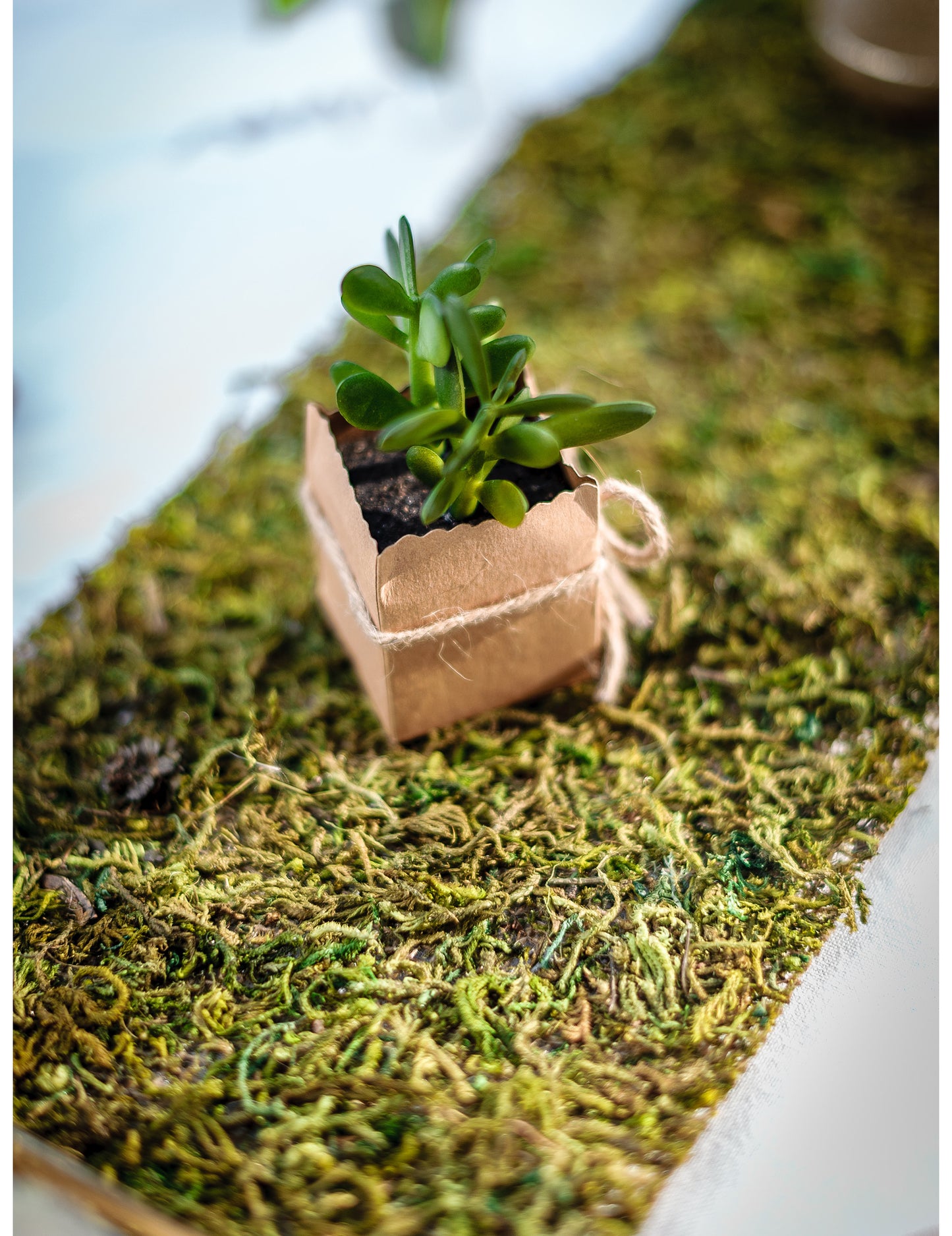 Traversă de masă cu plante din material textil alb și mușchi natural 20 cm x 2 m