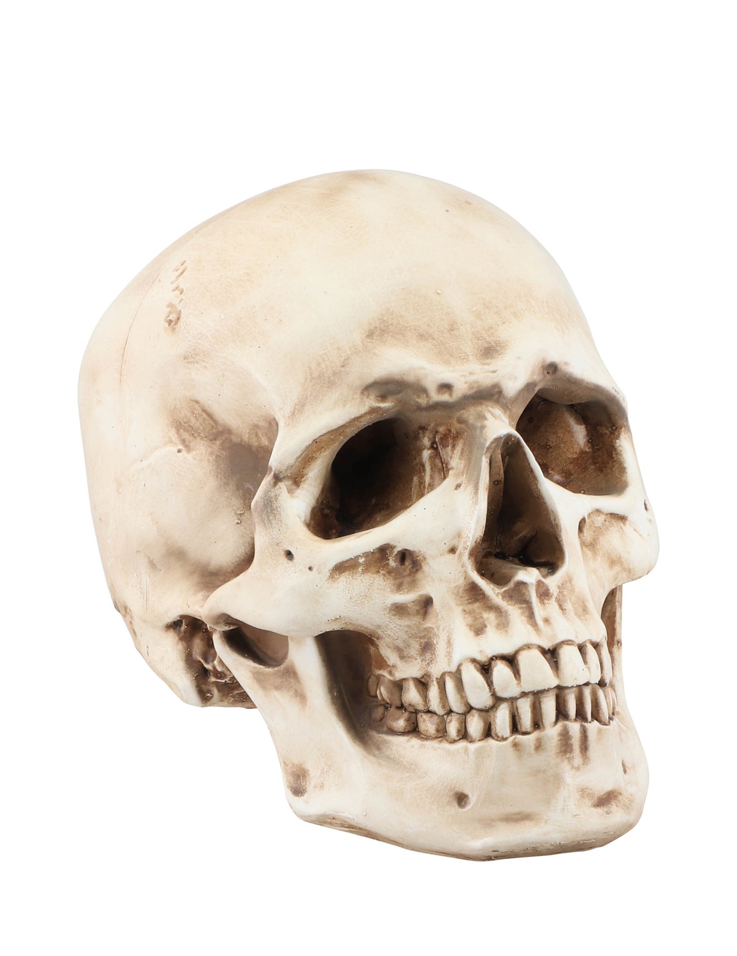 Craniu din rășină 21 cm