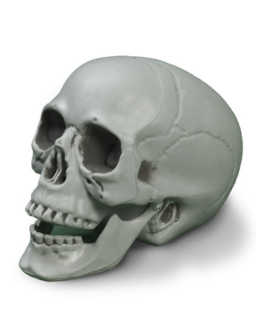 Craniu terifiant de culoare osoasă