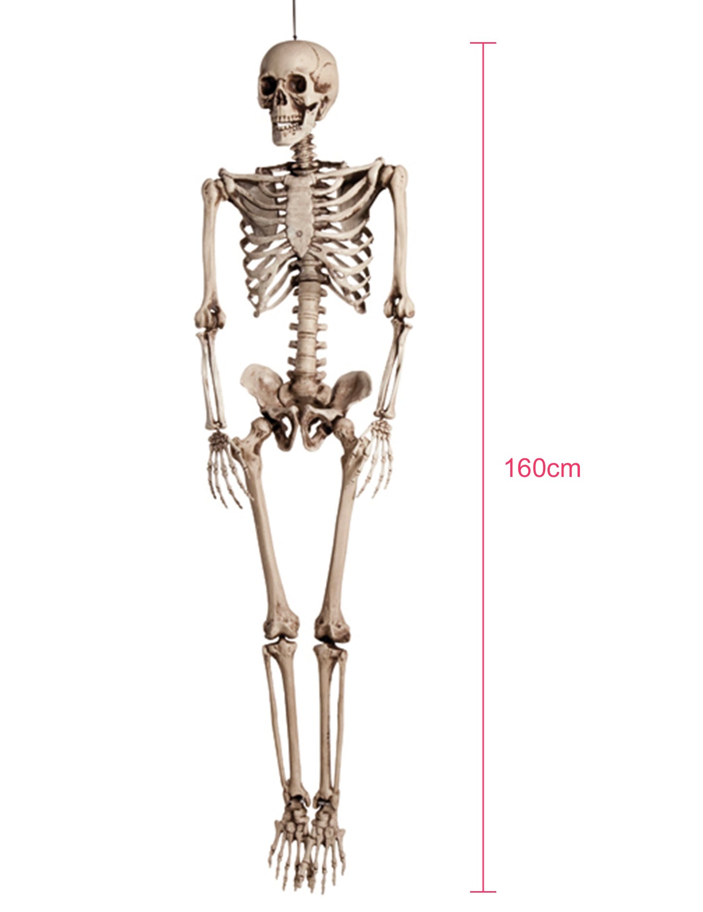 Decorare pentru a atârna scheletul de tait uman 160 cm