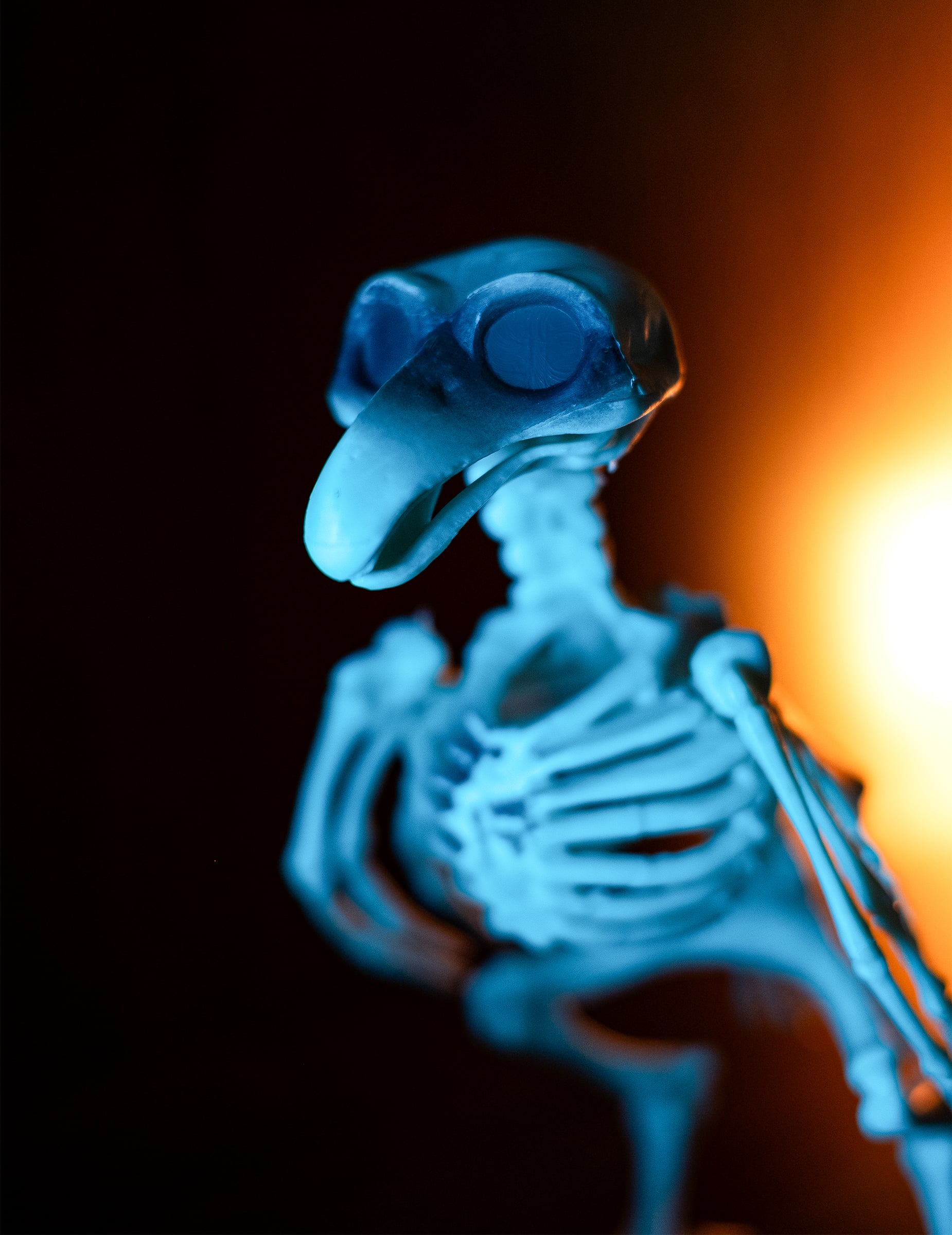 Gros plan sur le crâne de la décoration squelette de corbeau pour Halloween