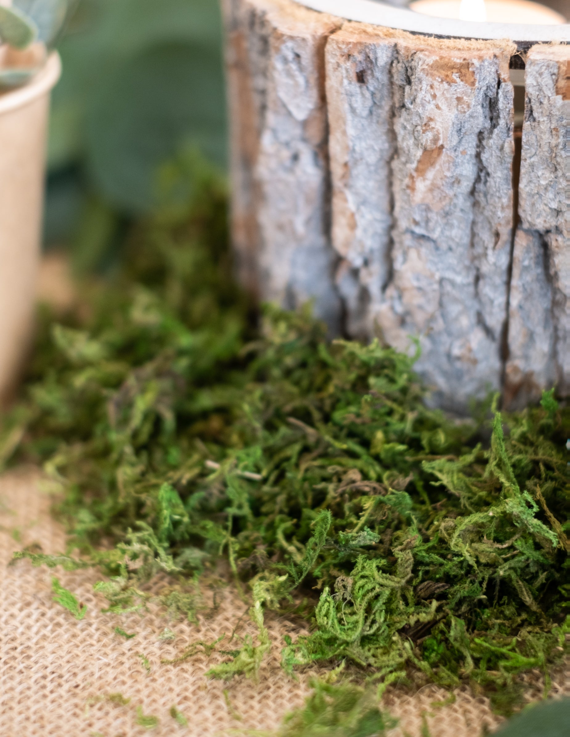 Gros plan sur la texture de la mousse végétale séchée décoration naturelle