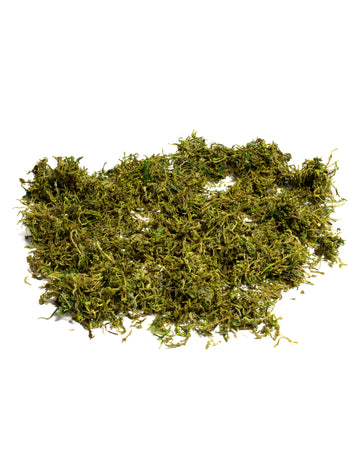 Mousse végétale séchée décoration naturelle pour fête verte