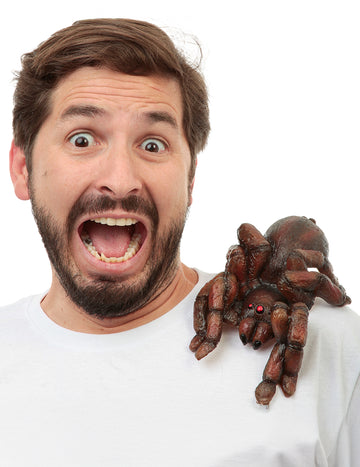 Tarantule d'épaule adulte