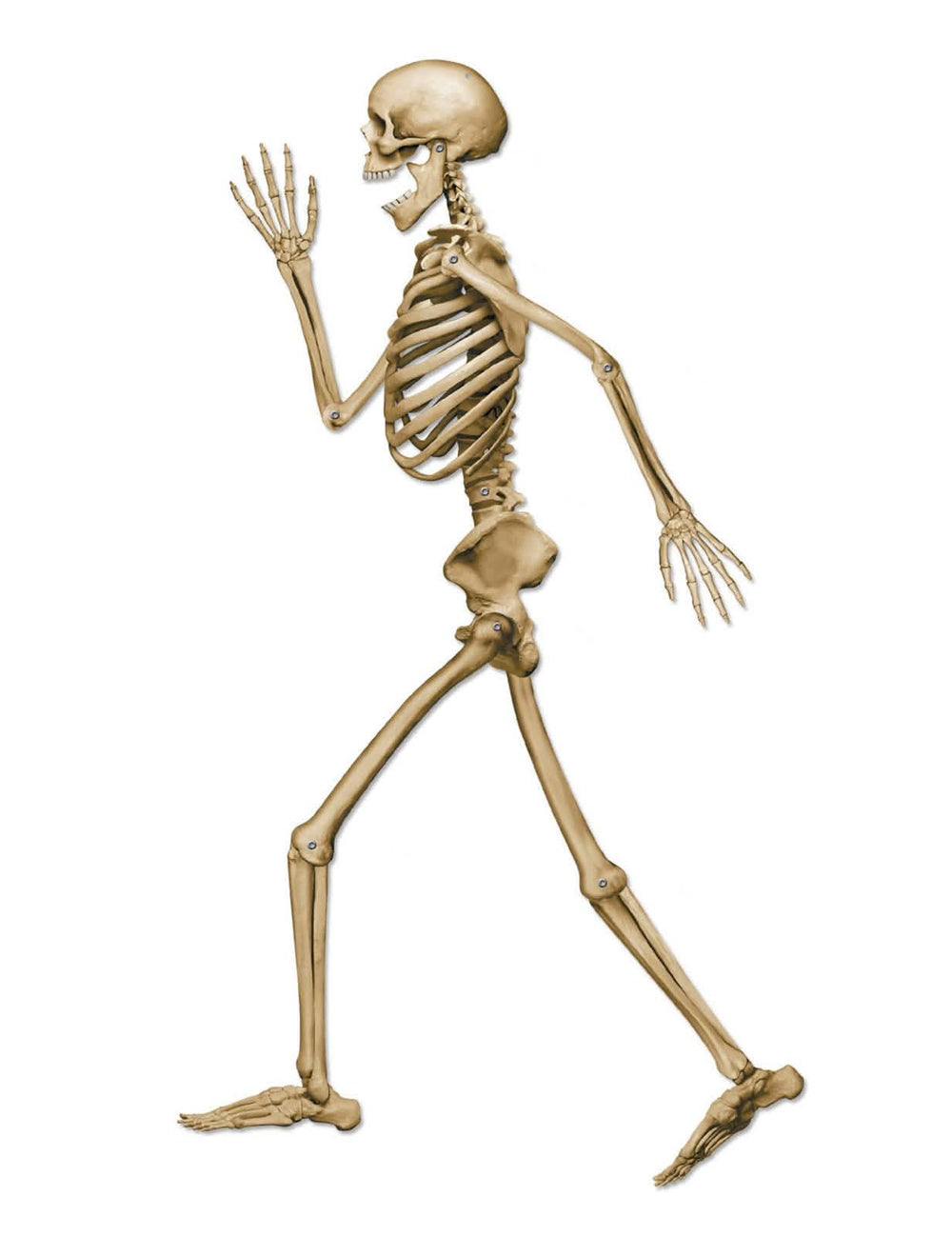 Decorațiune schelet care merge pentru halloween bej